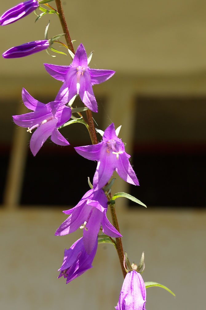 Campanula rapunculoides / Campanula serpeggiante
